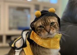 An adorable cat wearing a bee costume, facing the camera