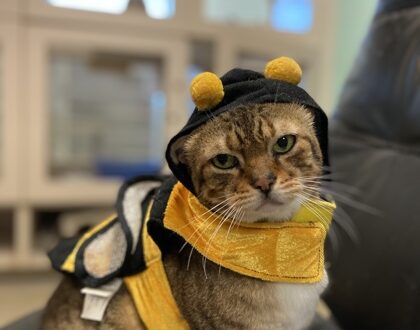 Cerulean An adorable cat wearing a bee costume, facing the camera