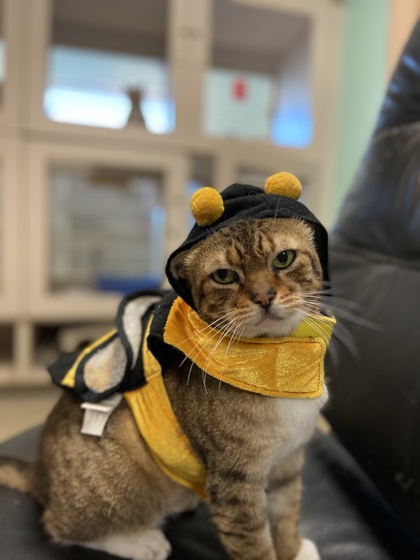 Cerulean An adorable cat wearing a bee costume, facing the camera