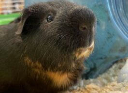 Guinea pig in a cage