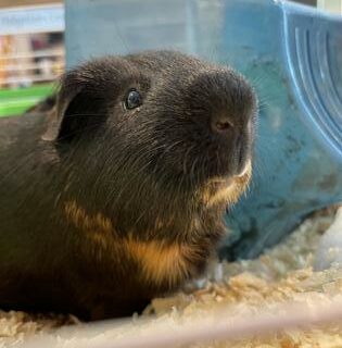 Guinea pig in a cage