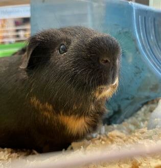 Guinea pig in a cage