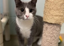 Grey and white cat looking into the camera