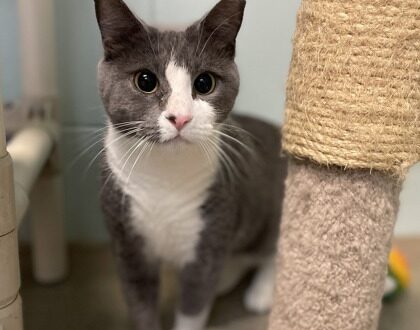 Grey and white cat looking into the camera