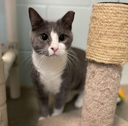 Grey and white cat looking into the camera