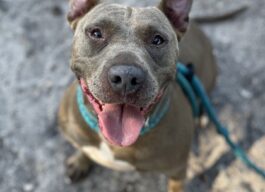 A smiling gray dog facing the camera with its mouth open