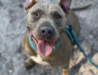 A smiling gray dog facing the camera with its mouth open