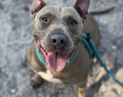 A smiling gray dog facing the camera with its mouth open