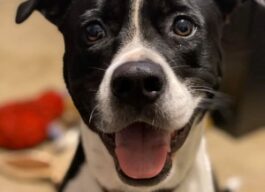 Black and white dog with it's mouth open