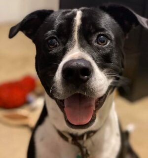 Black and white dog with it's mouth open