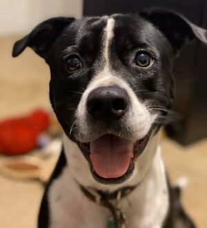 Black and white dog with it's mouth open