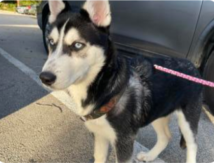 image-58 Black and white husky with blue eyes