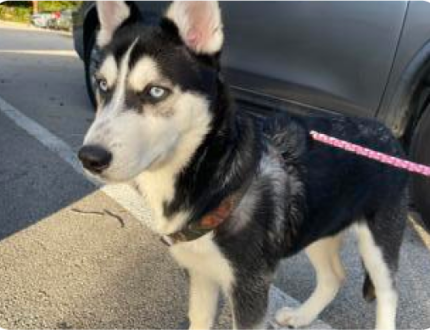 image-58 Black and white husky with blue eyes