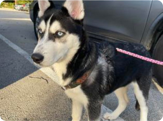 Black and white husky with blue eyes