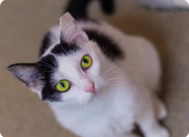 White and black cat with green/yellow eyes looking into the camera
