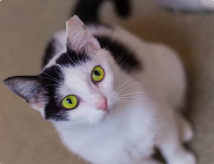 White and black cat with green/yellow eyes looking into the camera