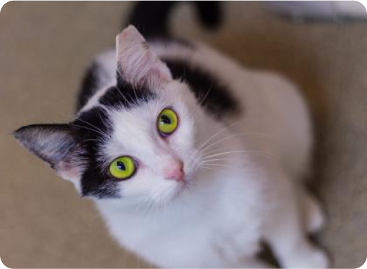 White and black cat with green/yellow eyes looking into the camera