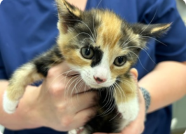 Black, orange, and white kitten looking into the camera while being held by a person