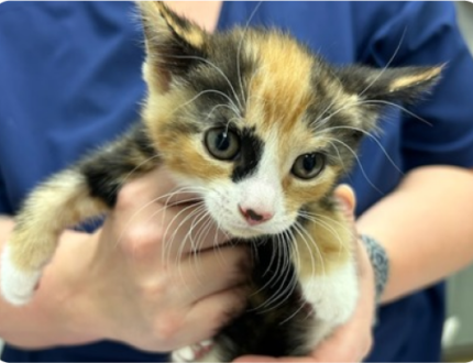 Black, orange, and white kitten looking into the camera while being held by a person