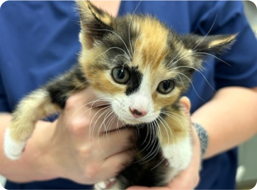 Black, orange, and white kitten looking into the camera while being held by a person