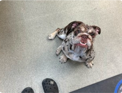 image-61 Brown and white Olde English Bulldogge looking into the camera