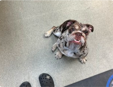 image-61 Brown and white Olde English Bulldogge looking into the camera