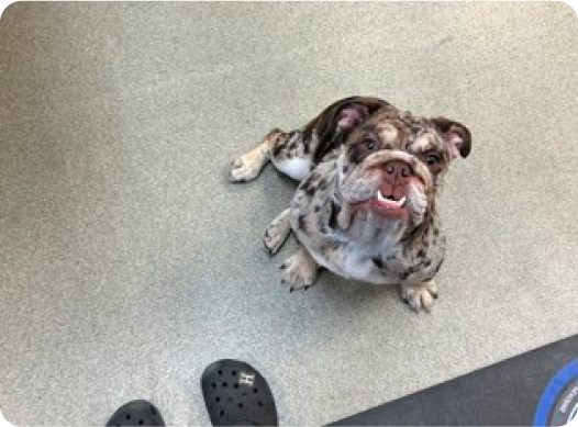 Brown and white Olde English Bulldogge looking into the camera