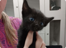 Close-up photograph of a black kitten with blue eyes being held by a woman
