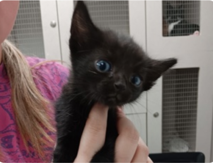 Close-up photograph of a black kitten with blue eyes being held by a woman