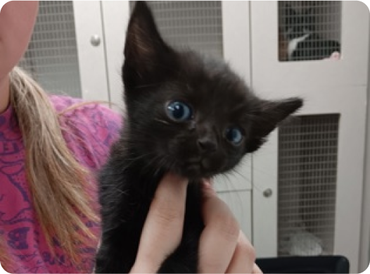 Close-up photograph of a black kitten with blue eyes being held by a woman