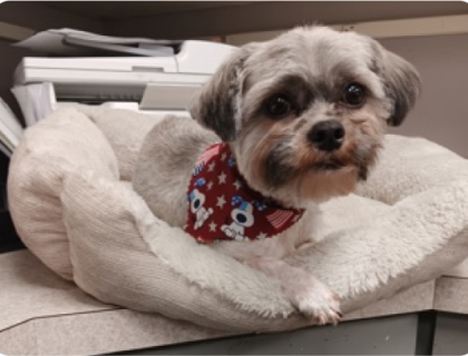 image-64 Small grey terrier lying on a pillow