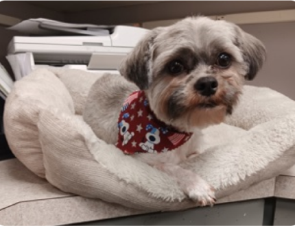 image-64 Small grey terrier lying on a pillow