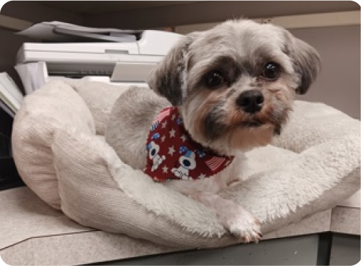 Small grey terrier lying on a pillow