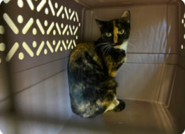 Black, orange, and white cat sitting in the crate