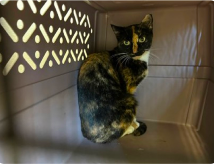 Black, orange, and white cat sitting in the crate