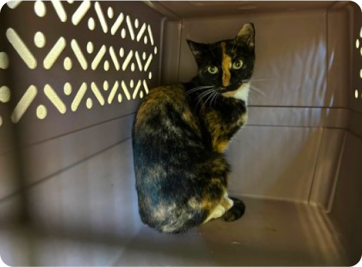 Black, orange, and white cat sitting in the crate