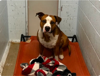 image-67 Brown and white terrier looking into the camera