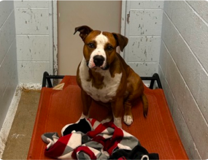 image-67 Brown and white terrier looking into the camera