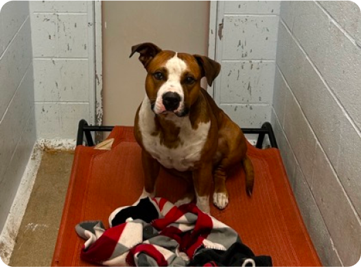 Brown and white terrier looking into the camera