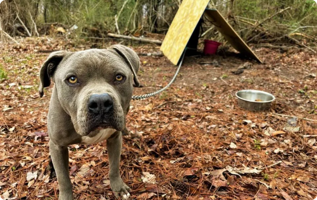 photo of dog outside on a leash