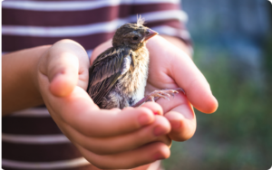 A baby bird being held in a person's hand