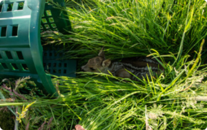 A baby deer lying in the grass