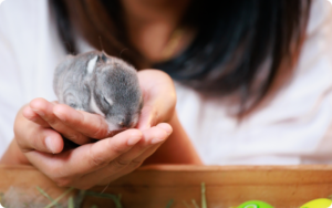 Close-up photo of a baby rabbit being held in a woman's hand