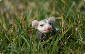 Close-up photograph of a baby opossum in the grass