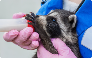 Close-up photograph of a baby raccoon drinking milk from a bottle