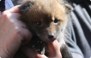 A close-up photo of a baby fox