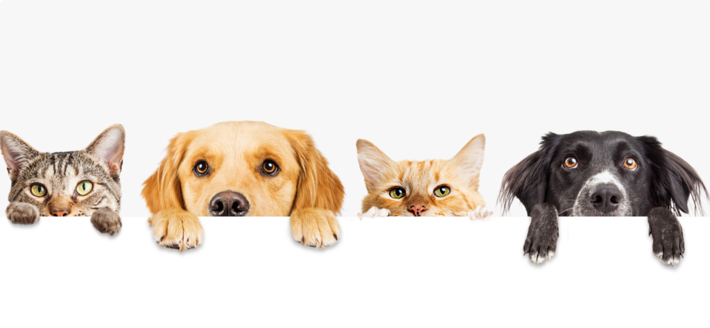 cute image of cats and dogs