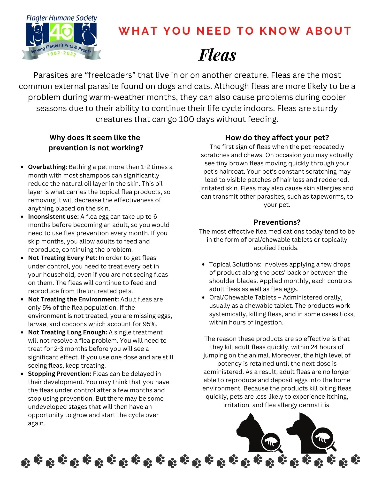 Info graphic about fleas