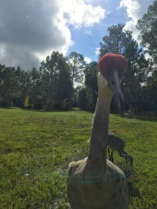 A Sandhill crane making direct eye contact with the camera