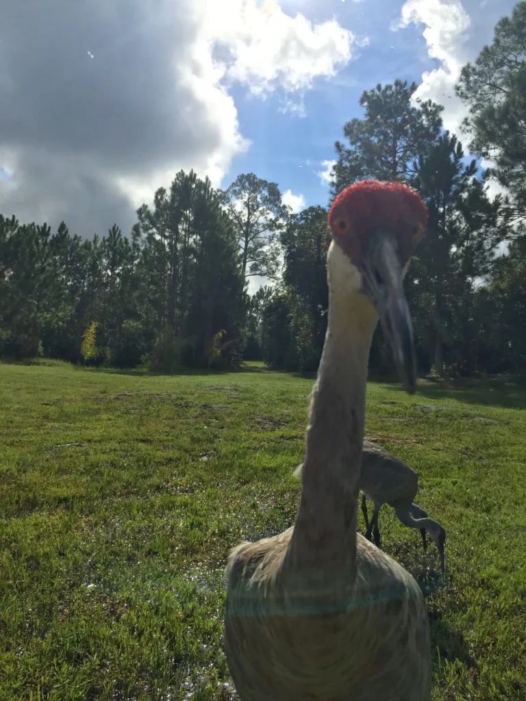 A Sandhill crane making direct eye contact with the camera